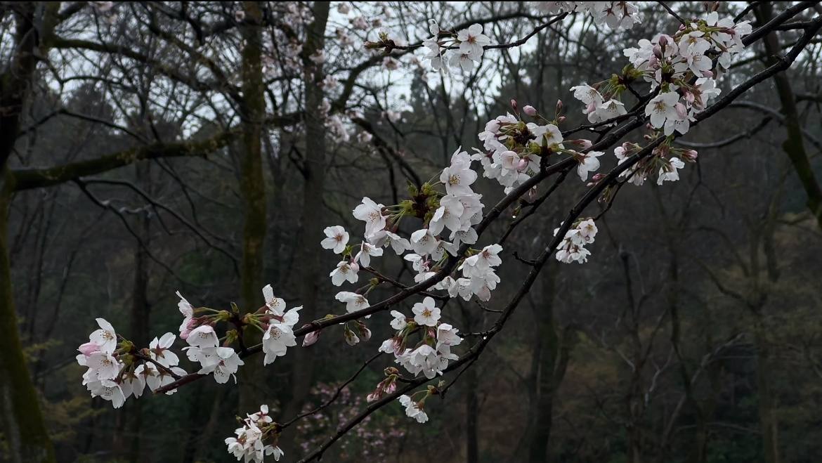 华南师范